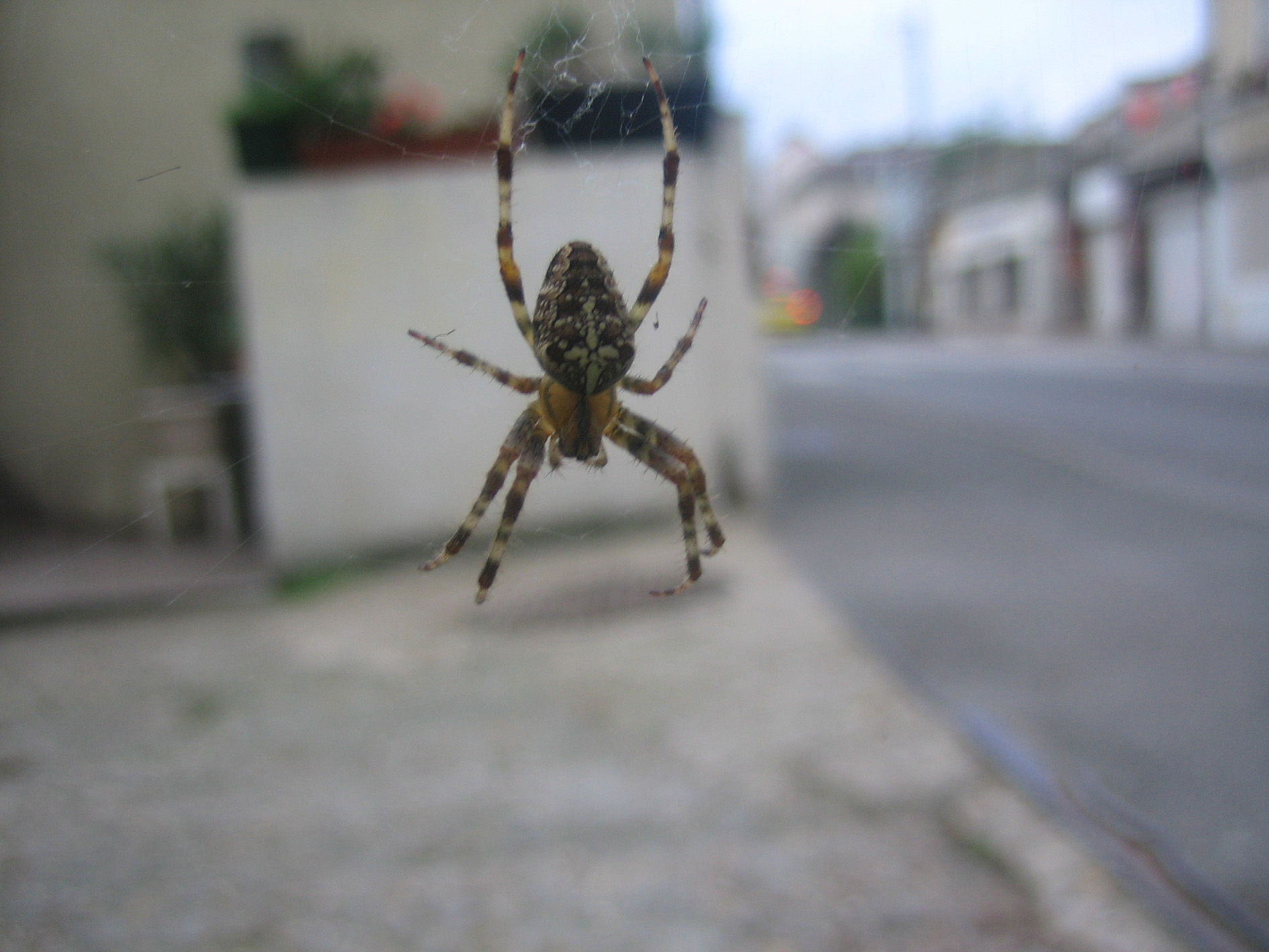 Fonds d'cran Animaux Araignes A raigne en ville!!