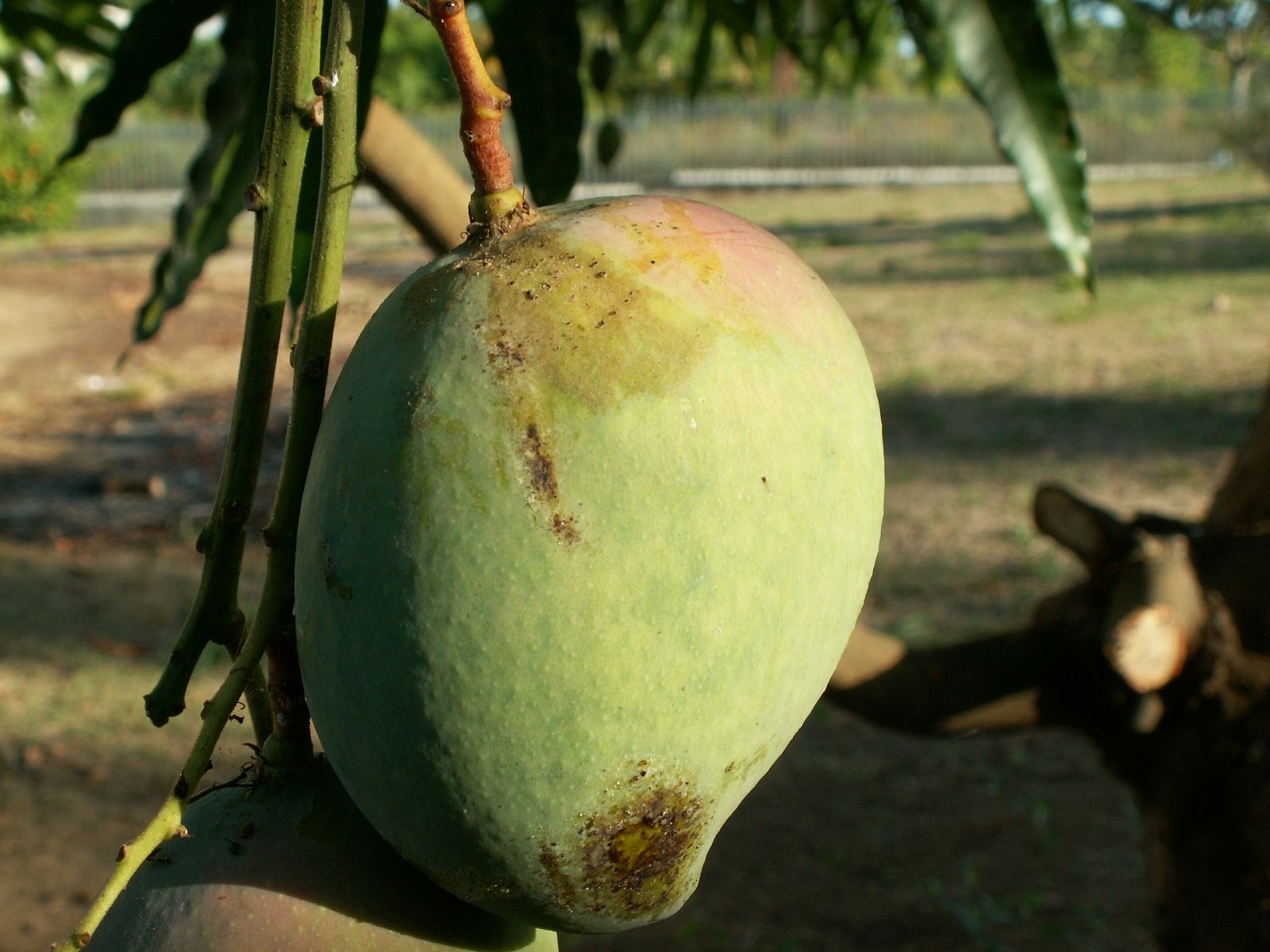 Wallpapers Nature Fruits Mangue du jardin