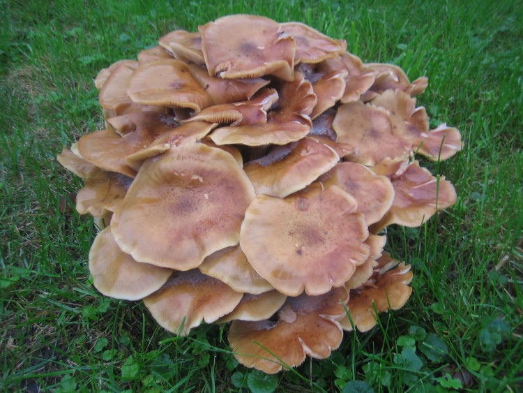 Fonds d'cran Nature Champignons partis boire un caf avec Llms et dans l'espace Senet.....