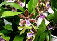 Fonds d'cran Nature Dmentes Orchides