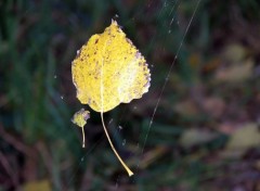 Fonds d'cran Nature Feuilles d'automne envoles par le vent...