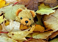 Fonds d'cran Objets Petit Ours d'automne...