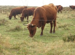 Fonds d'cran Animaux Salers