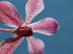 Wallpapers Nature Orchide