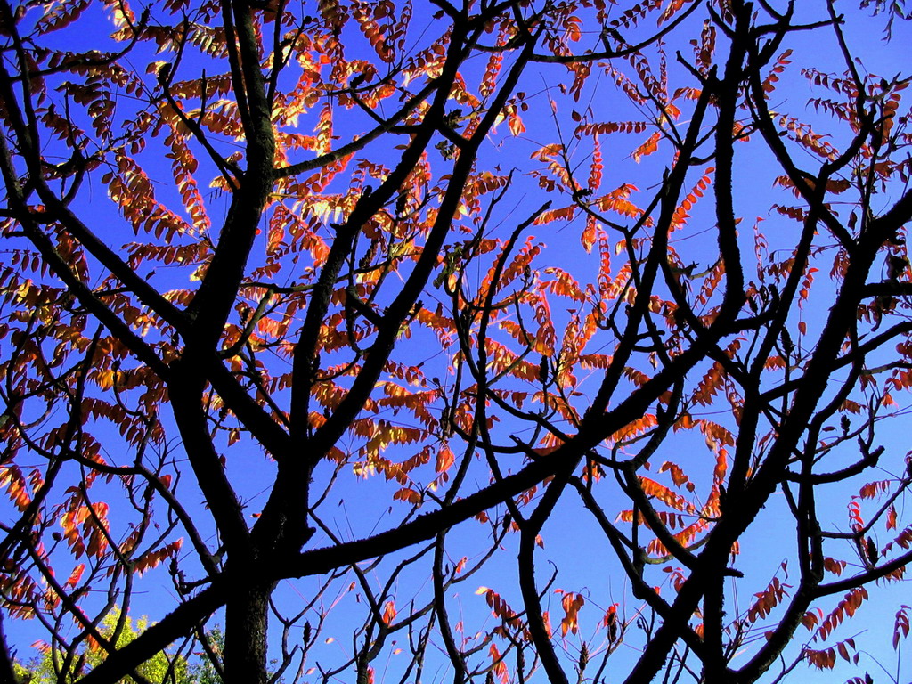 Fonds d'cran Nature Feuilles - Feuillages ^l^