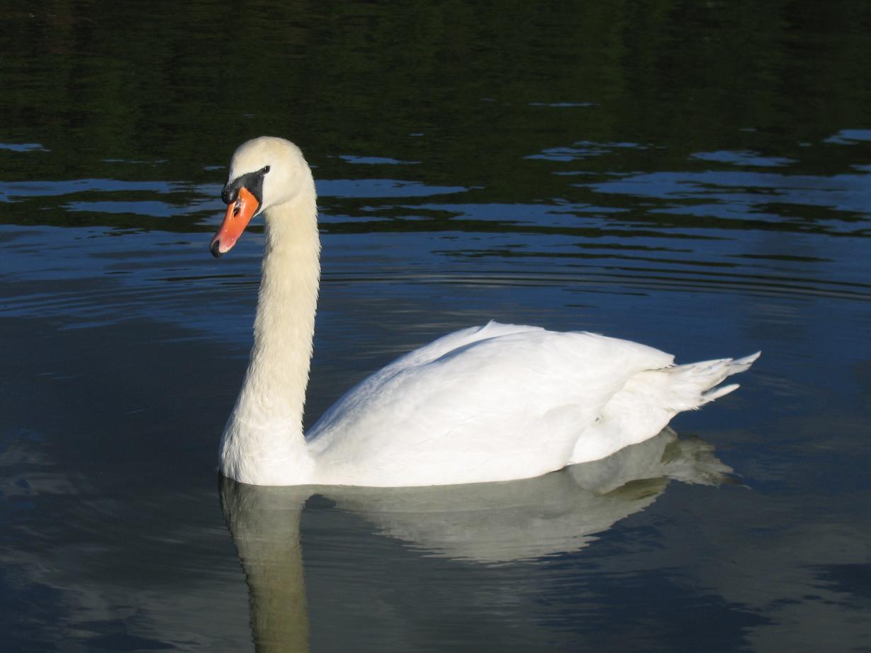 Fonds d'cran Animaux Oiseaux - Canards 