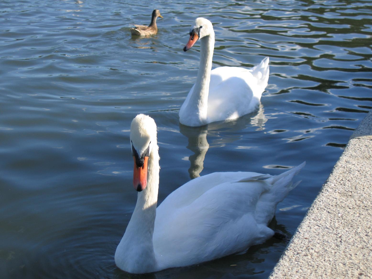 Fonds d'cran Animaux Oiseaux - Canards 