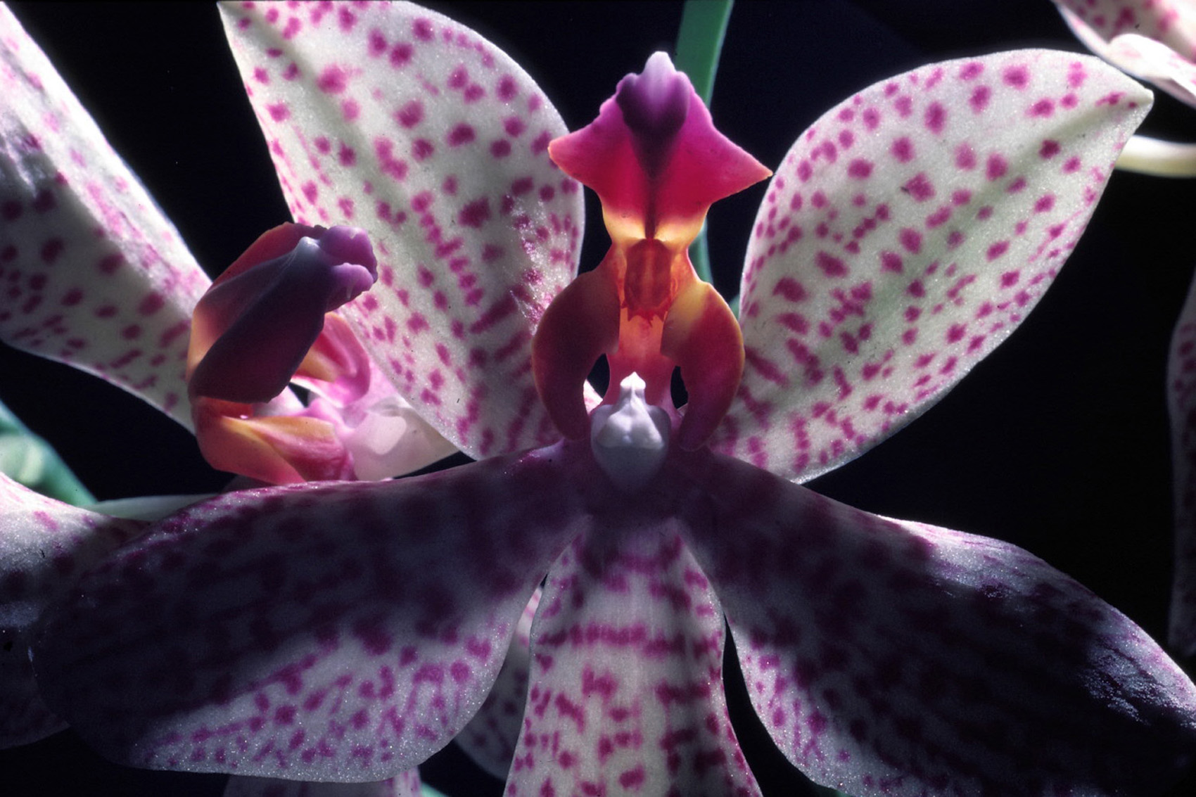 Fonds d'cran Nature Fleurs Orchides