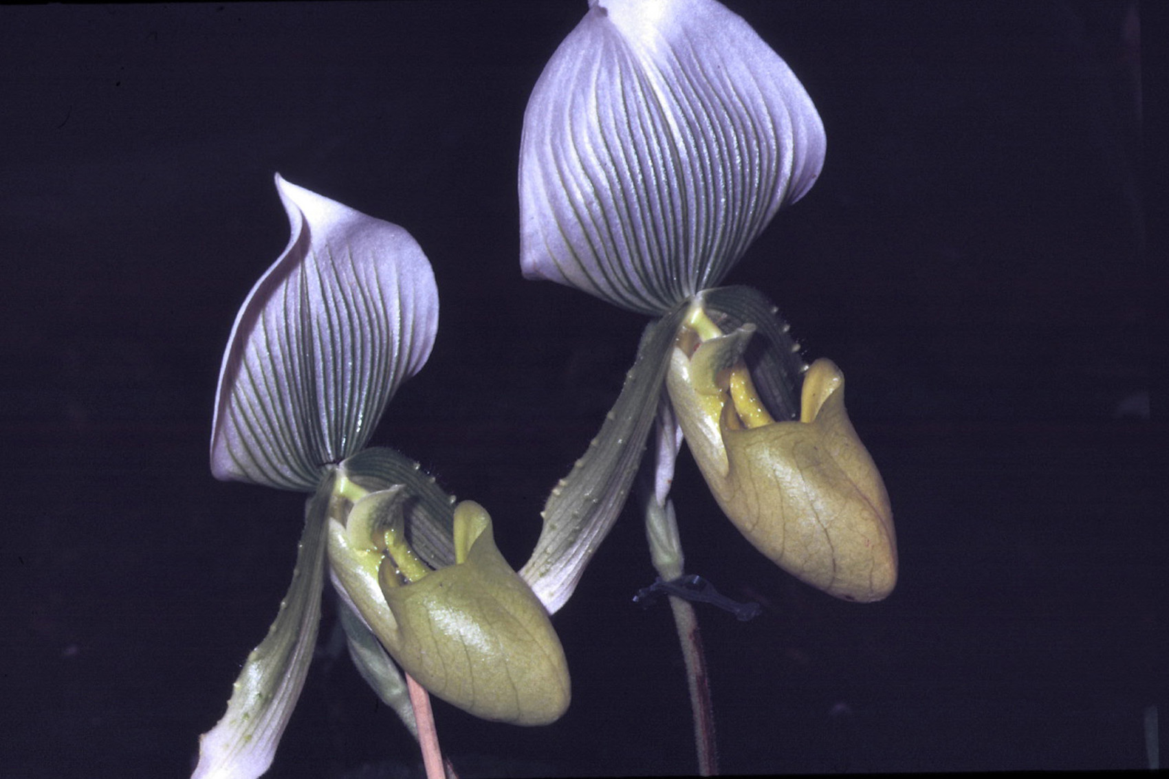 Fonds d'cran Nature Fleurs Orchides