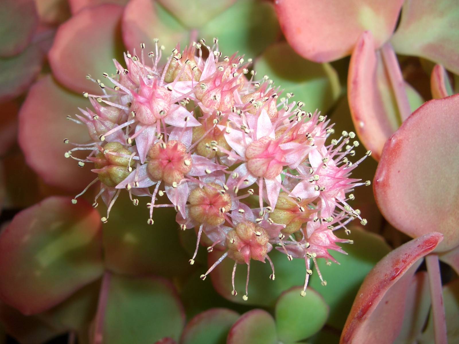 Fonds d'cran Nature Fleurs Fleur d'automne.