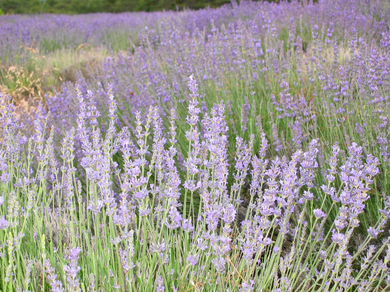 Fonds d'cran Nature Fleurs Lavandes des Hautes-Alpes 2005