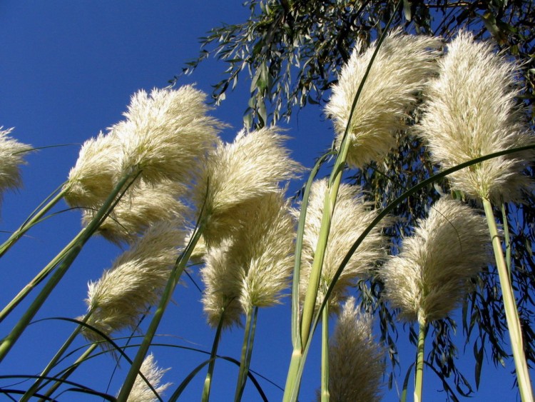 Wallpapers Nature Flowers P'tits plumeaux