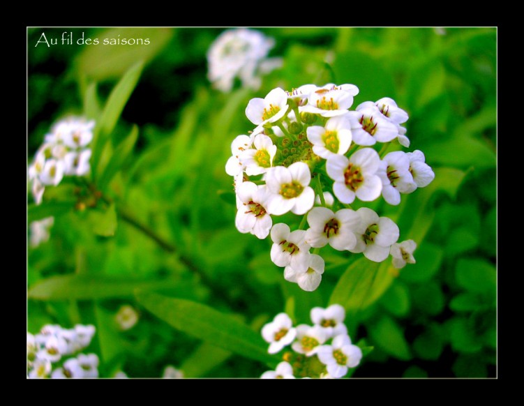 Wallpapers Nature Flowers Petite fleur odorante....