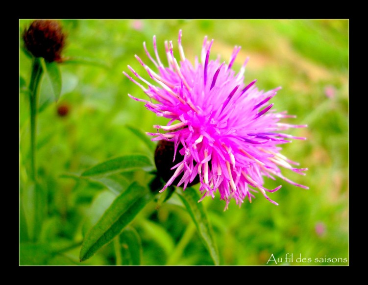 Fonds d'cran Nature Fleurs Vous la connaissez celle la...