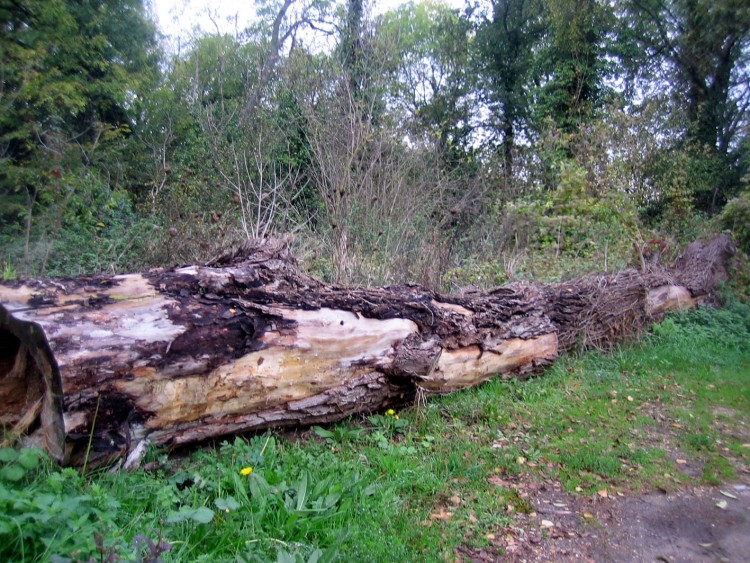 Fonds d'cran Nature Arbres - Forts Tomb au champ d'honneur!!