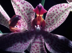 Fonds d'cran Nature Orchides