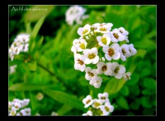 Fonds d'cran Nature Petite fleur odorante....