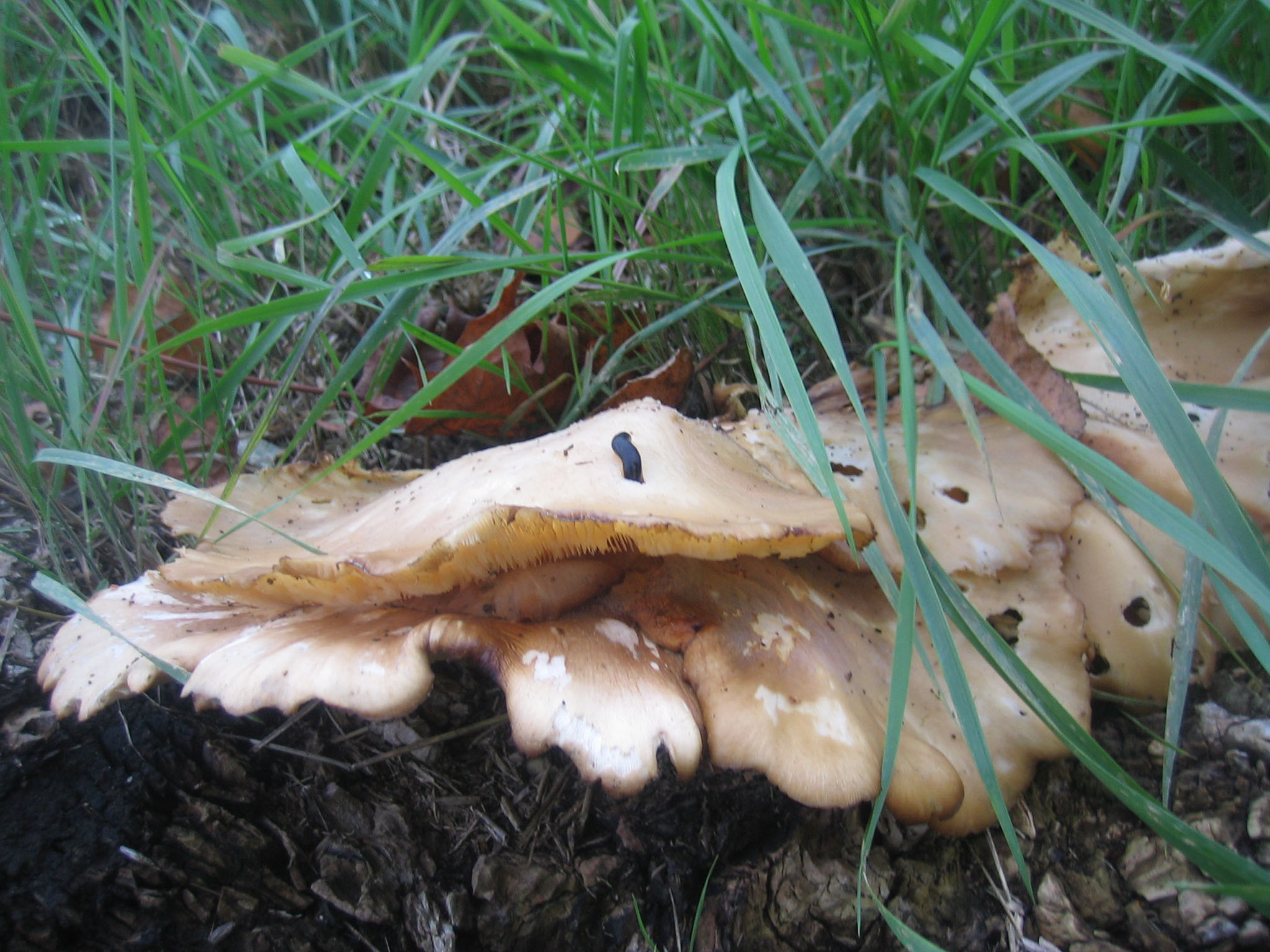 Wallpapers Nature Mushrooms hampignons et habitant!!