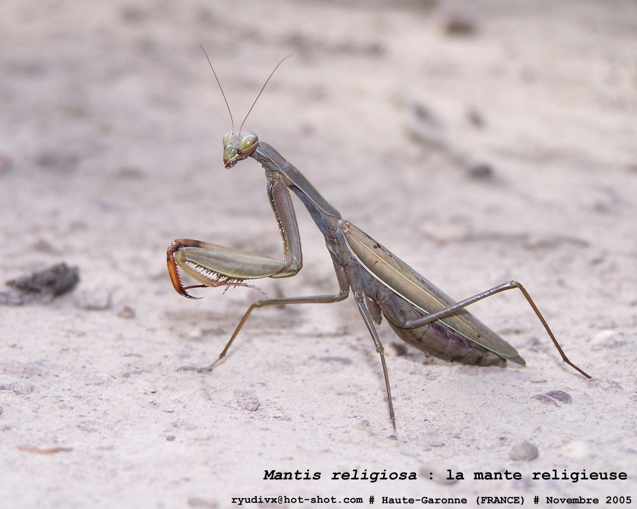 Fonds d'cran Animaux Insectes - Mantes Religieuse Mantis religiosa : la mante religieuse.