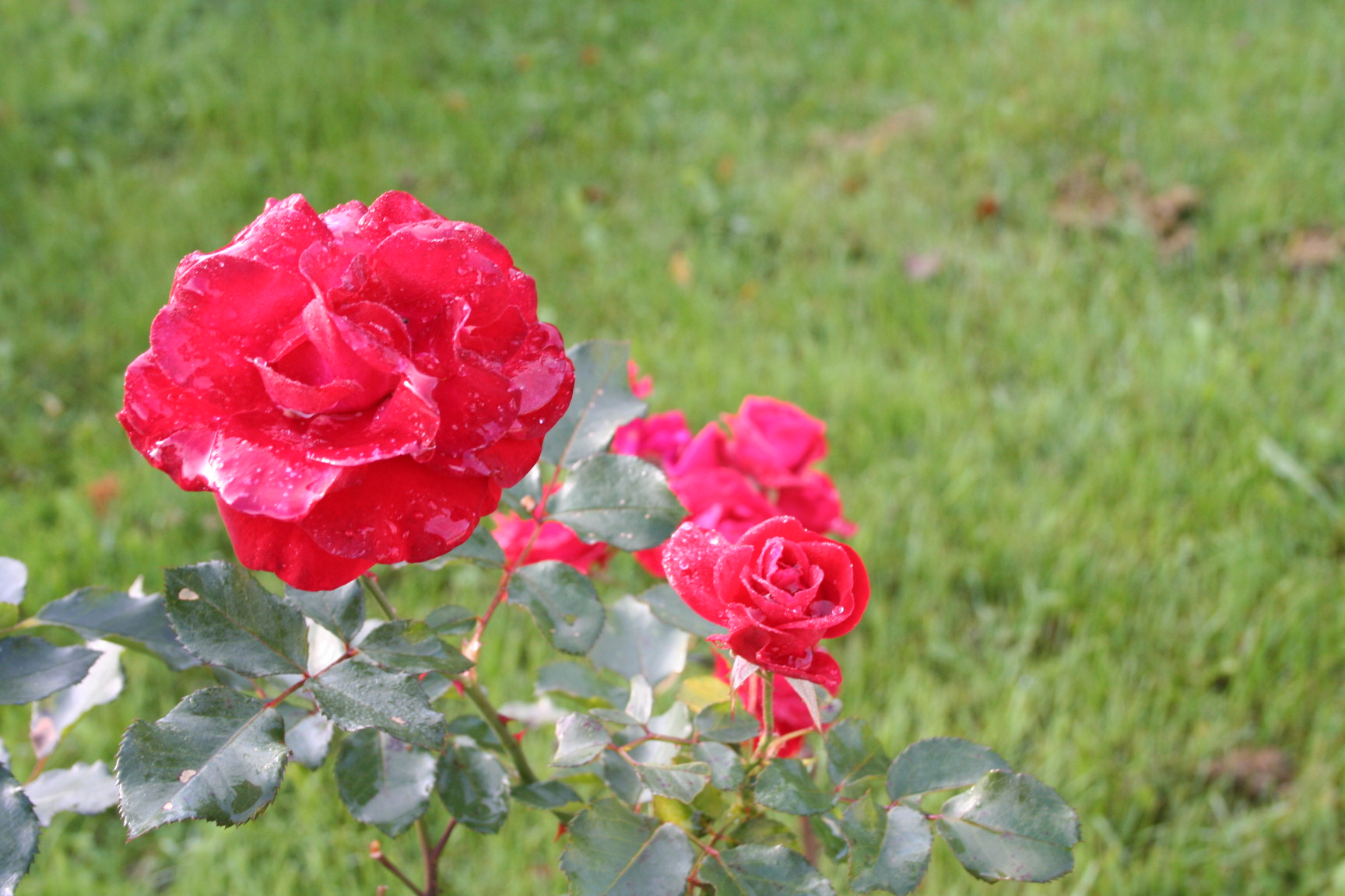 Fonds d'cran Nature Fleurs Les roses