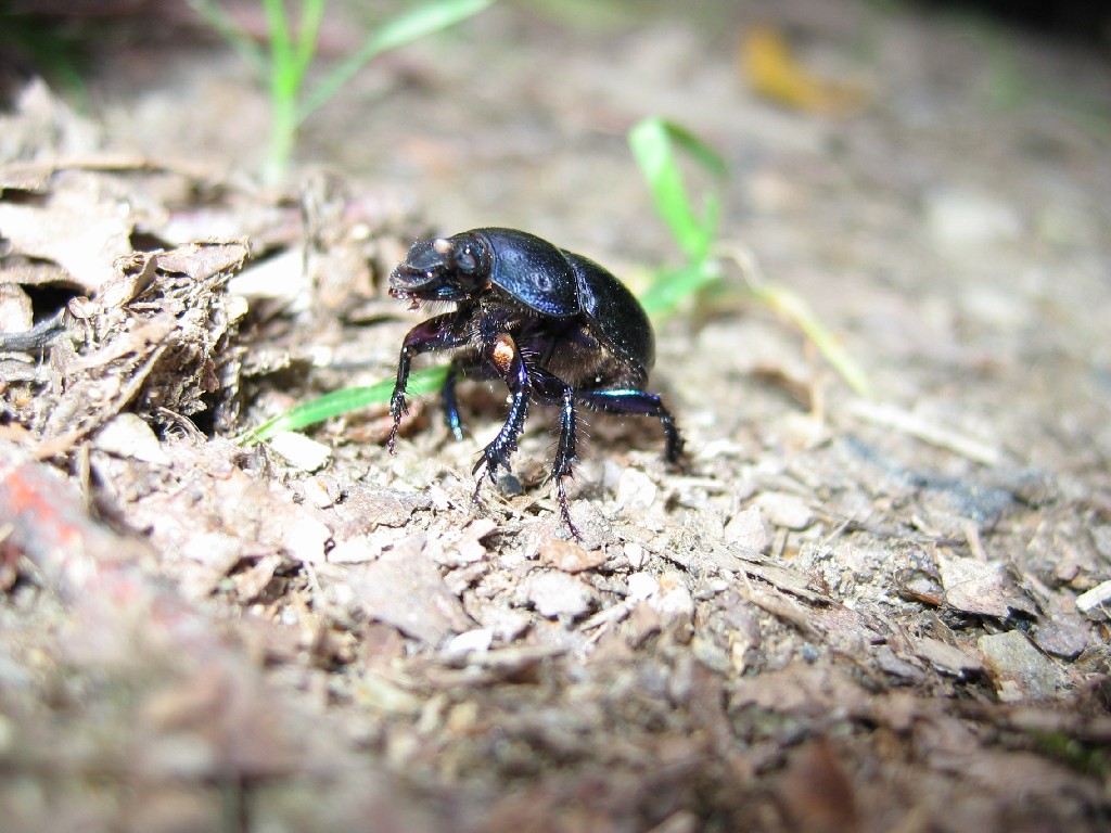 Fonds d'cran Animaux Insectes - Scarabes 