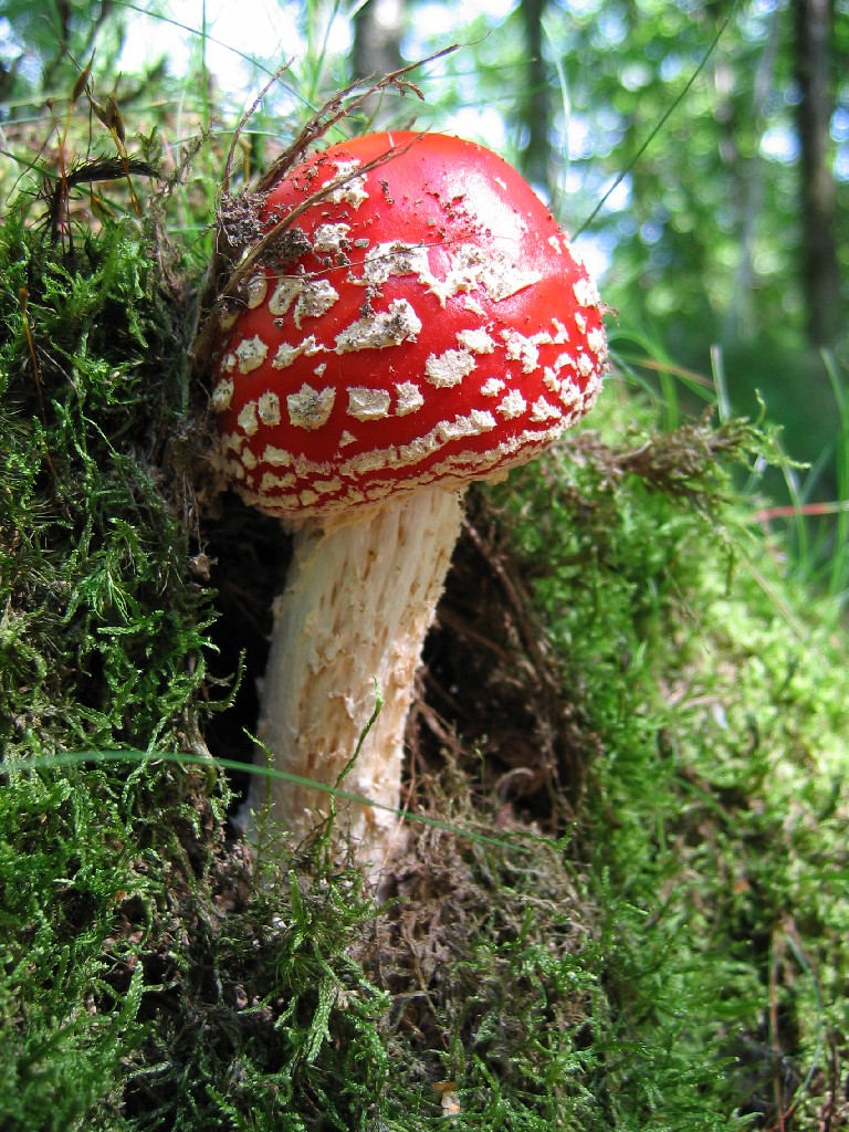 Wallpapers Nature Mushrooms 