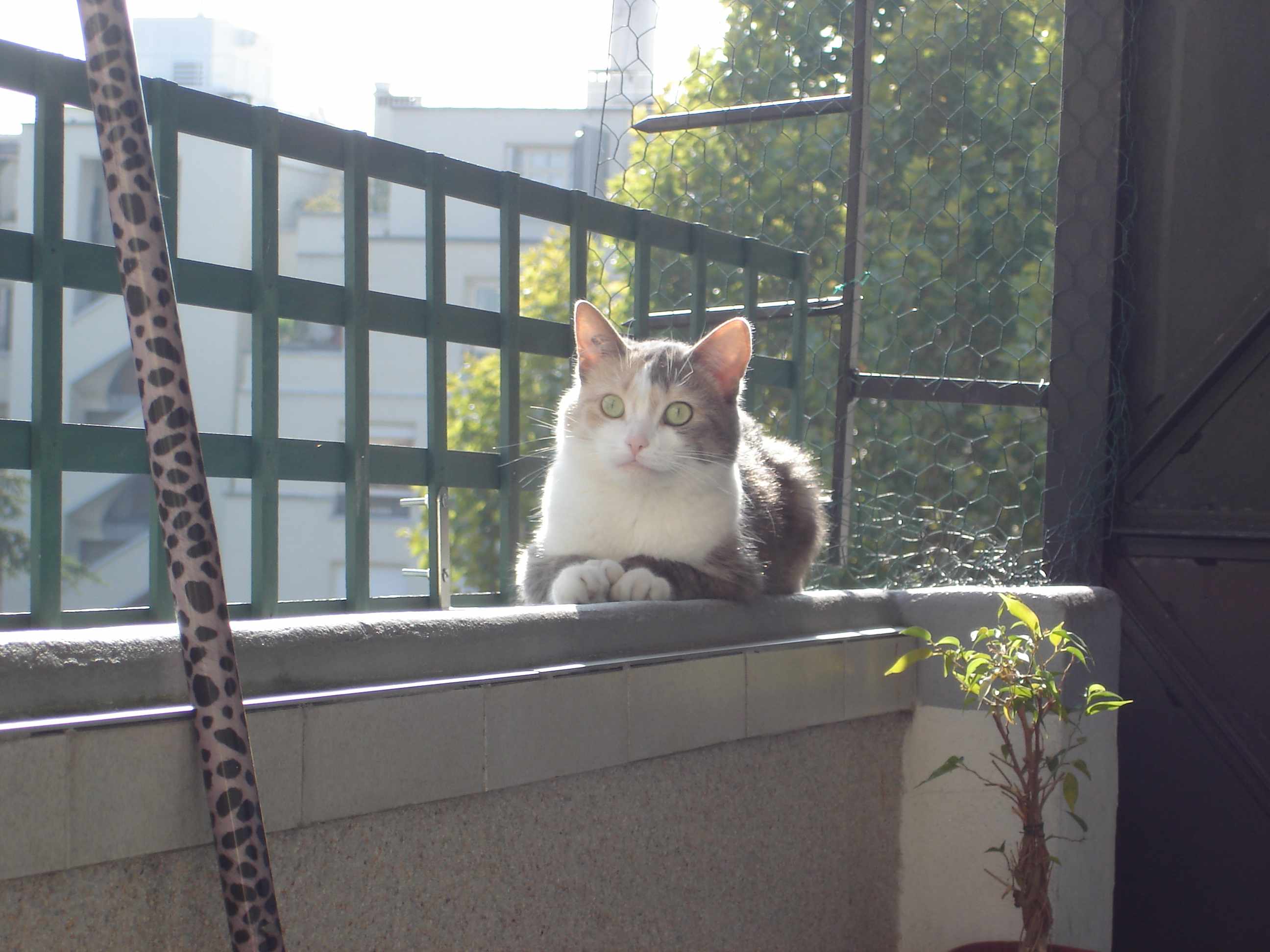 Fonds d'cran Animaux Chats - Chatons Clo qui rlaxe sur le rebord du balcon