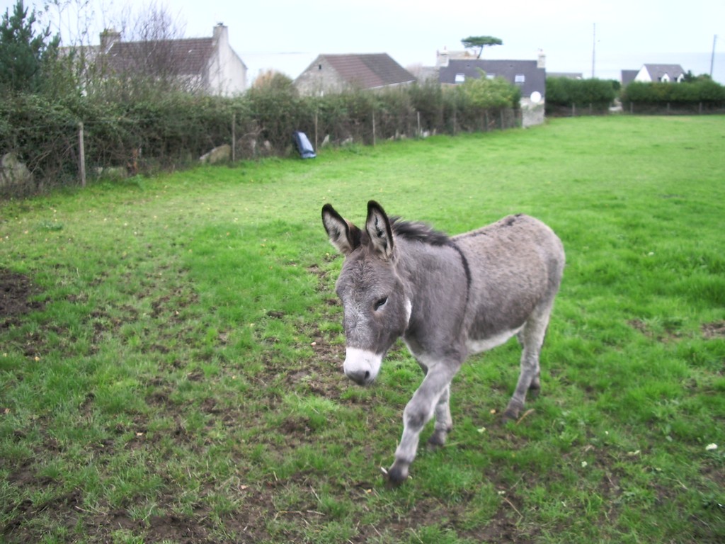 Wallpapers Animals Donkeys ane normand