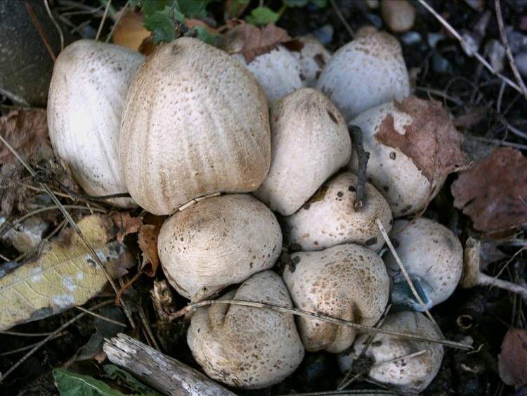 Fonds d'cran Nature Champignons champignon