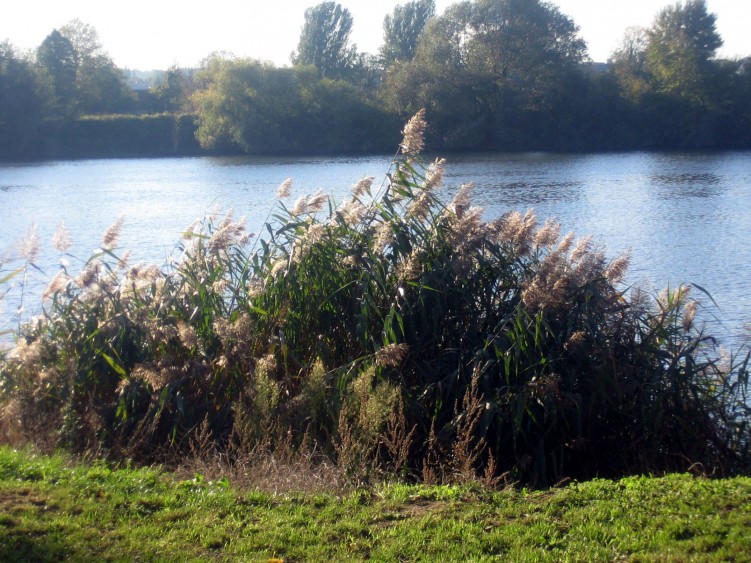 Fonds d'cran Nature Plantes - Arbustes Roseaux sur seine!!