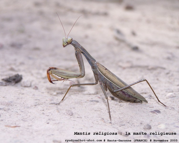 Wallpapers Animals Insects - Mantis Mantis religiosa : la mante religieuse.