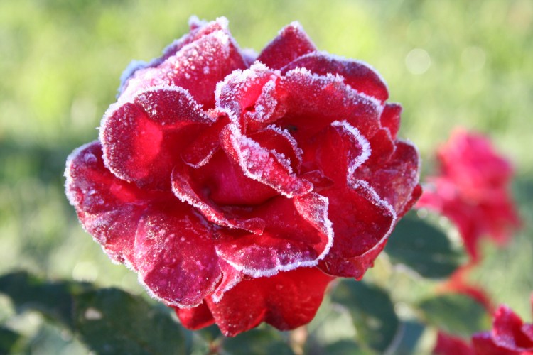 Fonds d'cran Nature Fleurs La rose du matin