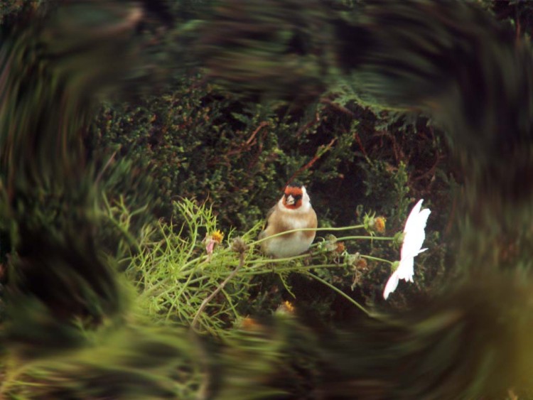 Fonds d'cran Animaux Oiseaux - Chardonnerets chardonneret