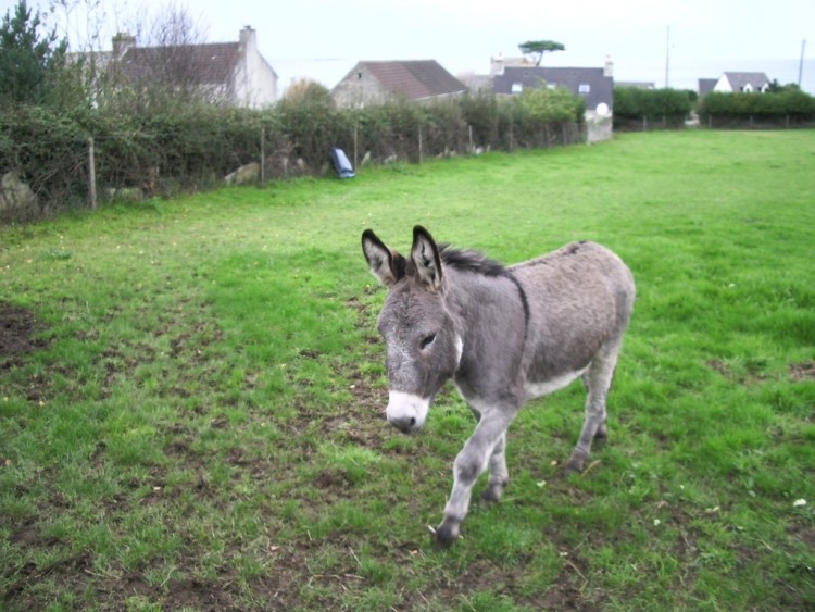 Fonds d'cran Animaux Anes ane normand