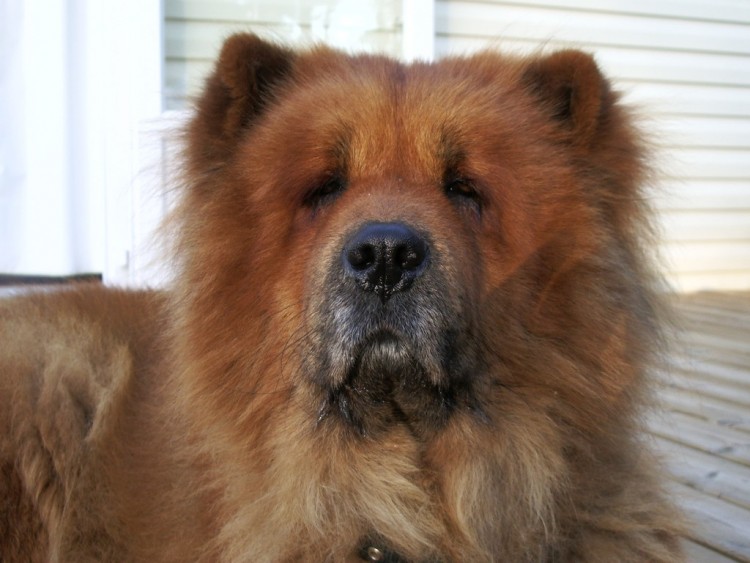 Fonds d'cran Animaux Chiens mon chow chow