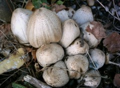 Fonds d'cran Nature champignon