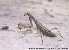 Wallpapers Animals Mantis religiosa : la mante religieuse.