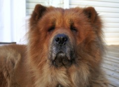 Fonds d'cran Animaux mon chow chow