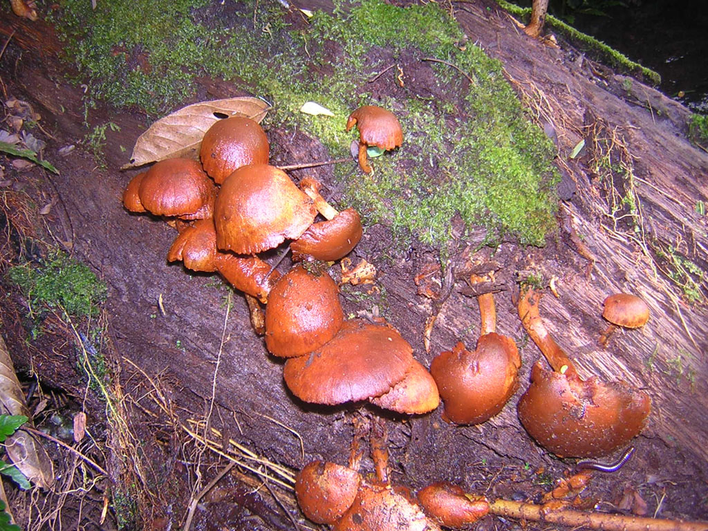 Fonds d'cran Nature Champignons champipis