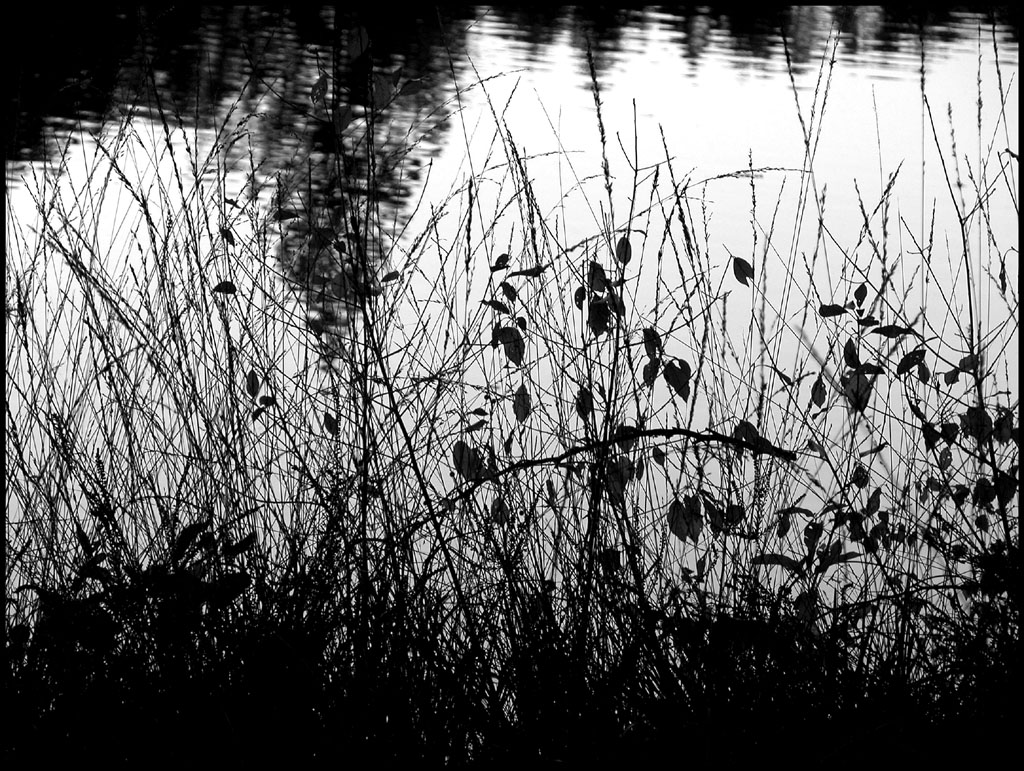 Wallpapers Nature Lakes - Ponds Bord d'tang-noir et blanc