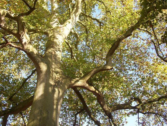 Fonds d'cran Nature Arbres - Forts Mon arbre en automne