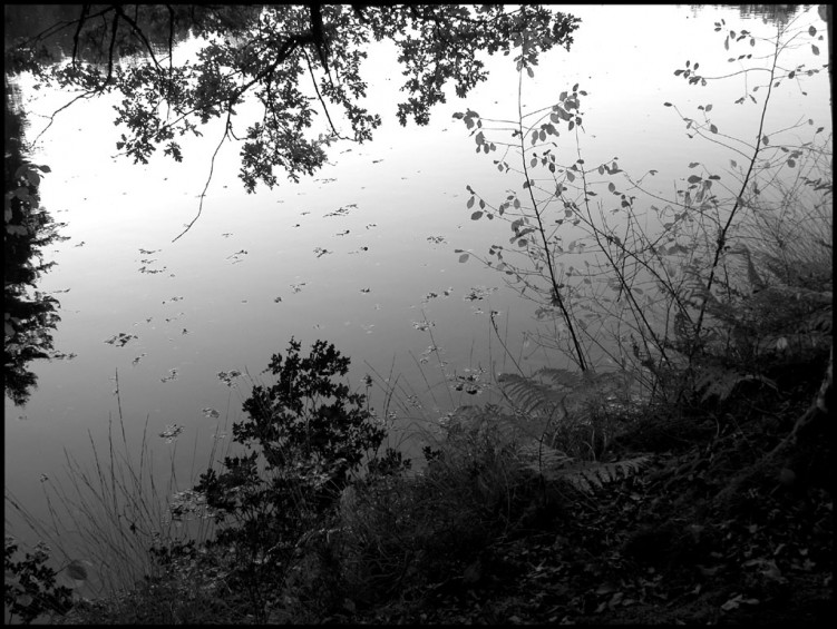 Fonds d'cran Nature Lacs - Etangs Bord d'tang-noir et blanc