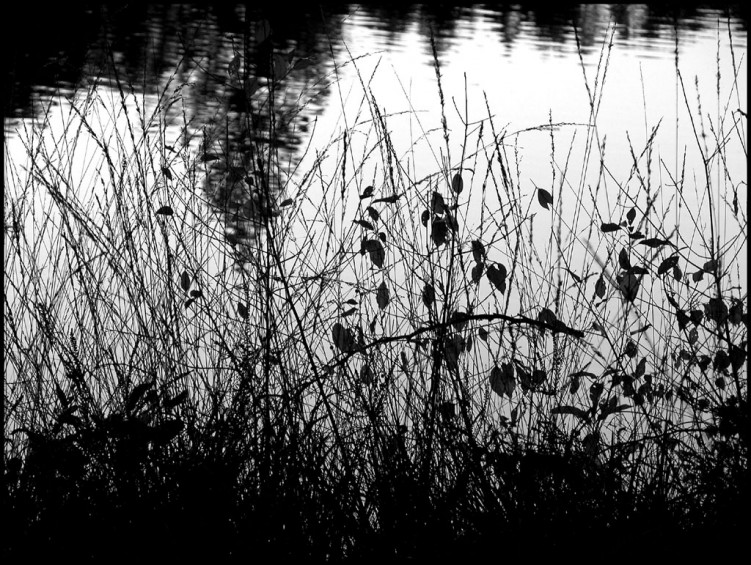 Fonds d'cran Nature Lacs - Etangs Bord d'tang-noir et blanc