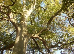 Fonds d'cran Nature Mon arbre en automne