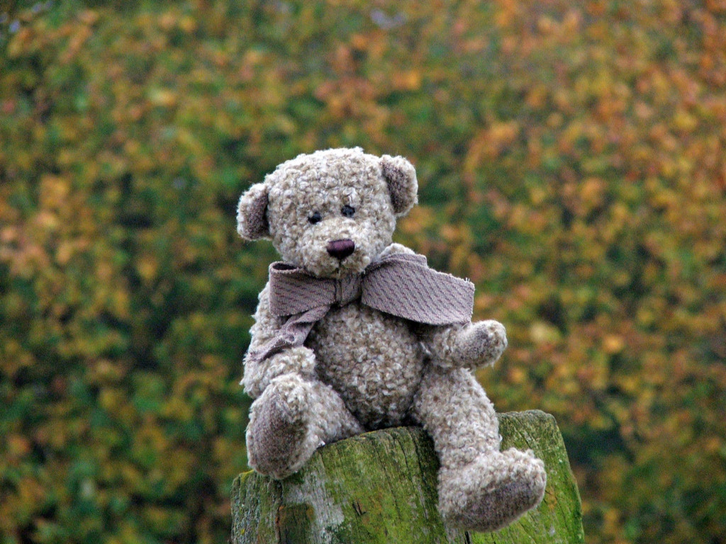 Fonds d'cran Objets Peluches Petit Ours d'automne...