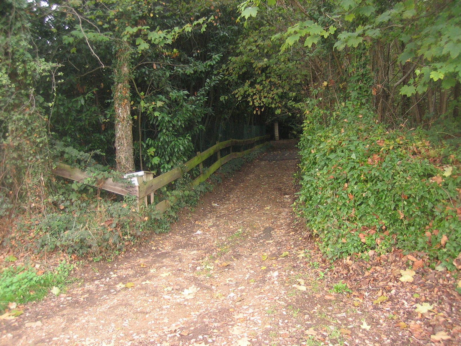 Fonds d'cran Nature Arbres - Forts J'ai RDV avec Domino au bout du chemin!!