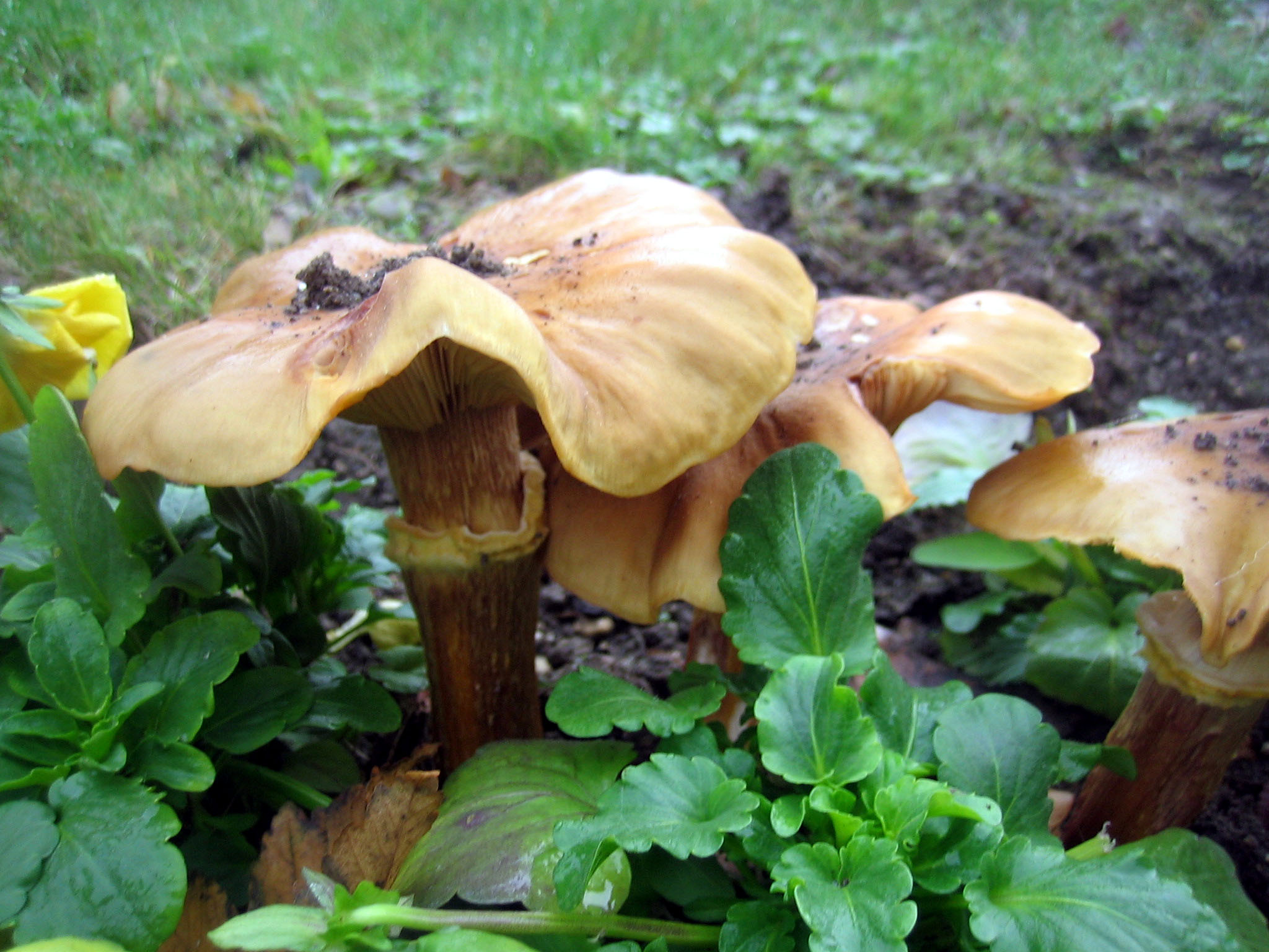 Fonds d'cran Nature Champignons Champignons au milieux des penses!!