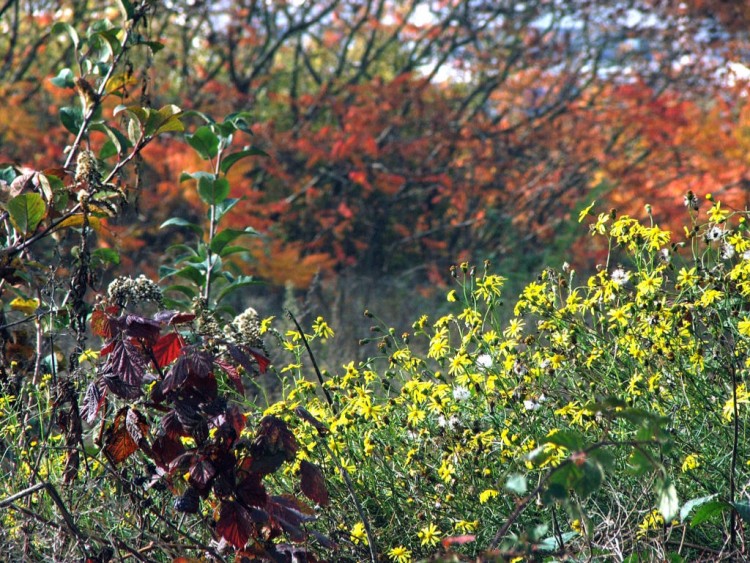 Wallpapers Nature Flowers Parure d'automne