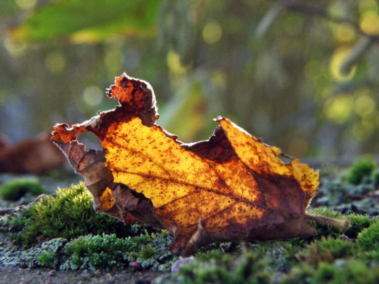 Wallpapers Nature Seasons - Fall Feuille d'automne...