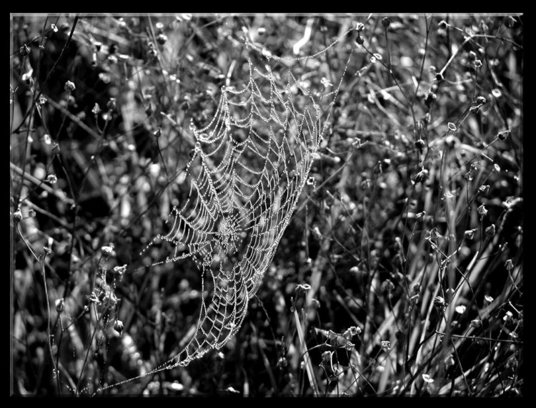 Fonds d'cran Animaux Araignes Toile d'argent